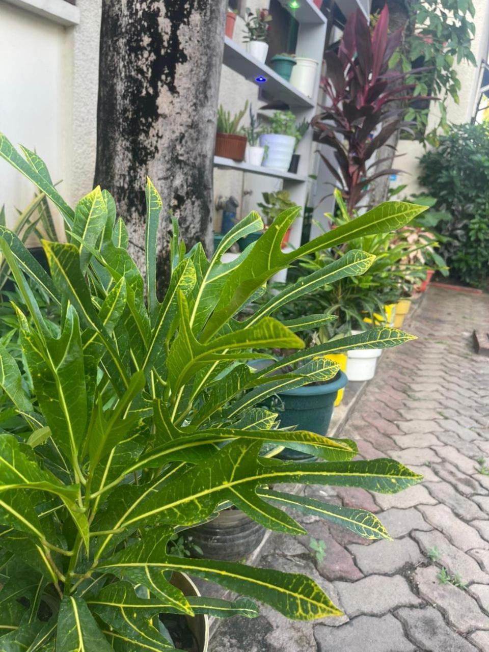 L&J Modern Backpackers Kinondoni Bed and Breakfast Dar es Salaam Eksteriør billede